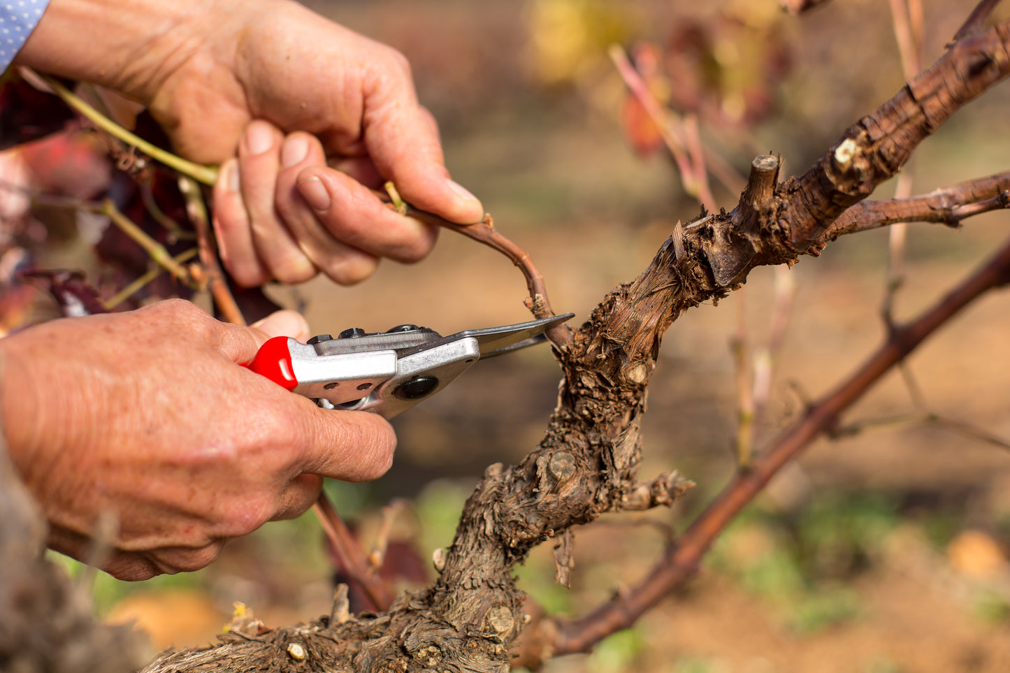 FELCO 6 One-hand pruning shear - High performance - Ergonomic - Compact