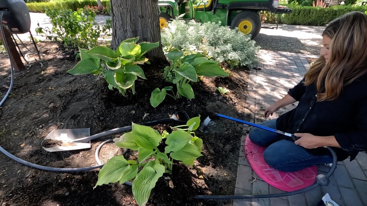 Potting Mangave + Digging & Moving Perennials!