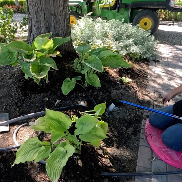 Potting Mangave + Digging & Moving Perennials!