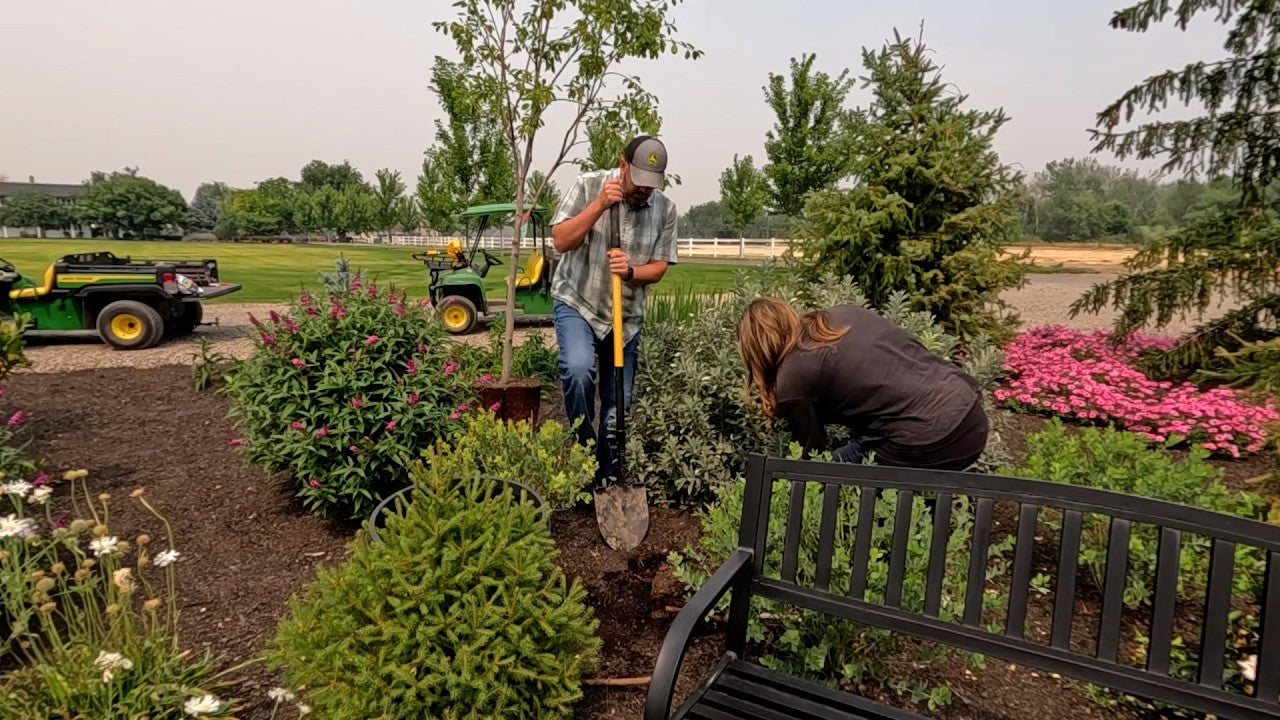 Planting a Bunch of Echinacea, Asters & a Serviceberry Tree!