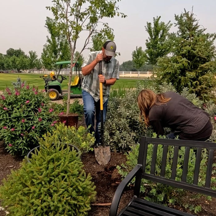 Planting a Bunch of Echinacea, Asters & a Serviceberry Tree!