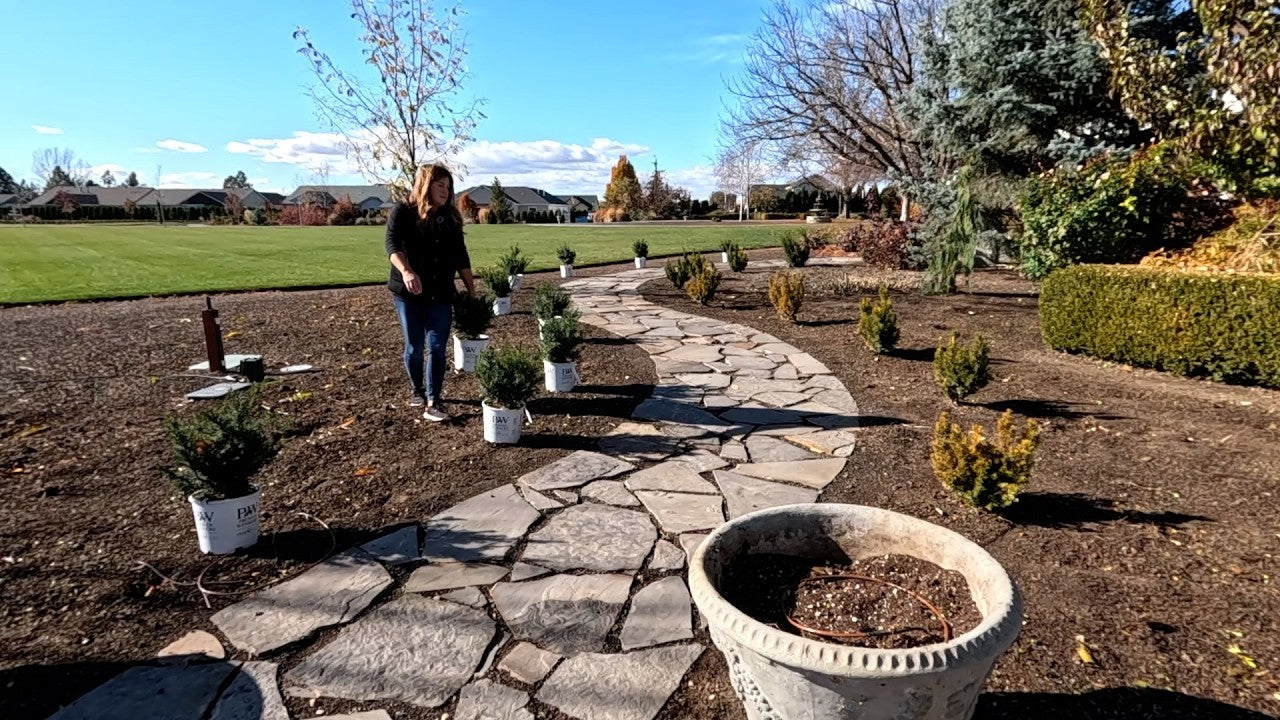 We’re Still Planting! Yews, Shrubs, Grasses & a Crabapple!