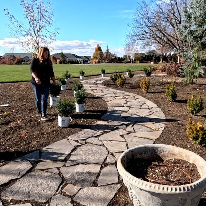 We’re Still Planting! Yews, Shrubs, Grasses & a Crabapple!