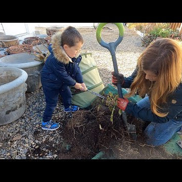 Canna & Calla Lily Storage + Olive Tree Update!