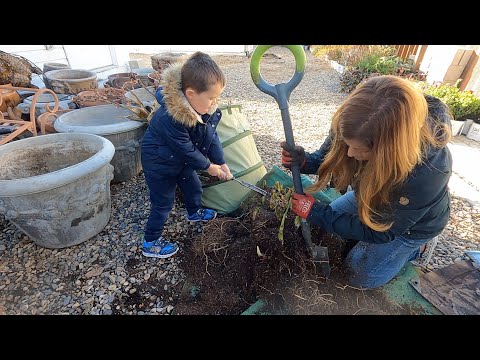 Canna & Calla Lily Storage + Olive Tree Update!