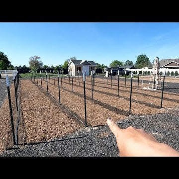 Planting a Ton of Dahlias & Inspecting Our Birch Tree for Possible Issues!