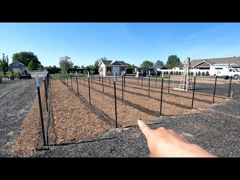 Planting a Ton of Dahlias & Inspecting Our Birch Tree for Possible Issues!