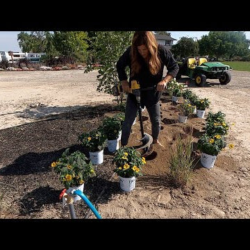 Planting Heliopsis & Harvesting Artichokes to Dry!