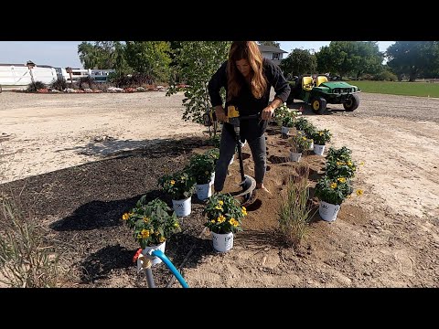 Planting Heliopsis & Harvesting Artichokes to Dry!