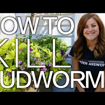 Petunia Problems? How to Kill Budworms!