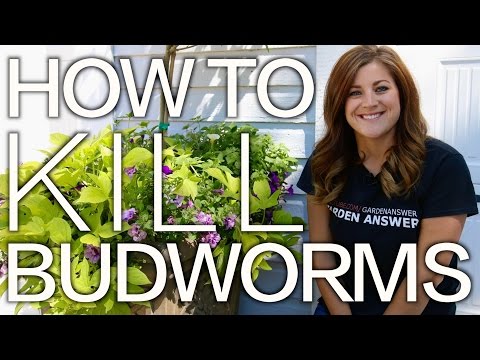 Petunia Problems? How to Kill Budworms!