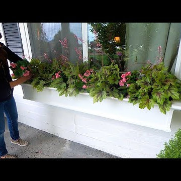 Planting Full Shade Window Boxes!