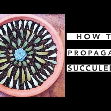 How to Propagate Succulents