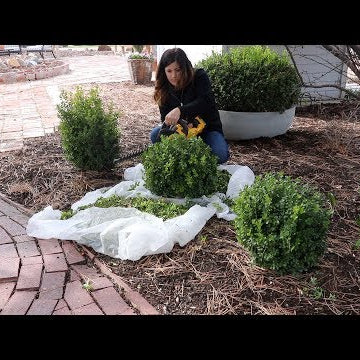 Trimming Boxwoods!