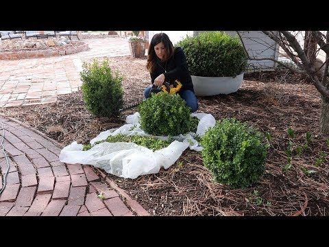 Trimming Boxwoods!