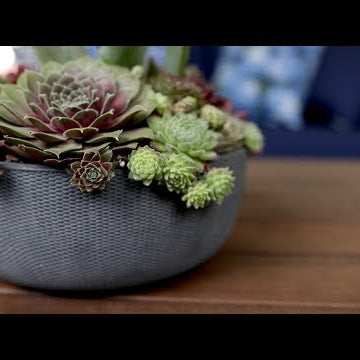 Hardy Succulent Arrangement