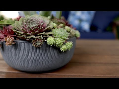 Hardy Succulent Arrangement
