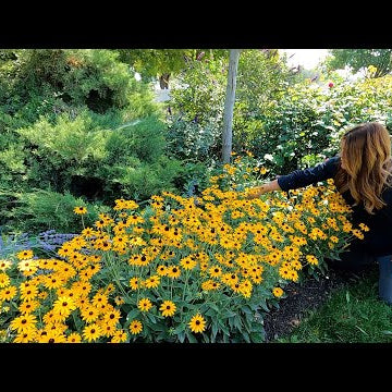 Garden Maintenance - Wednesday Zone!