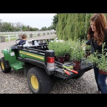 Planting Perennial Gaura & Shaping Boxwoods!