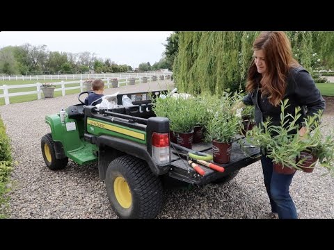 Planting Perennial Gaura & Shaping Boxwoods!