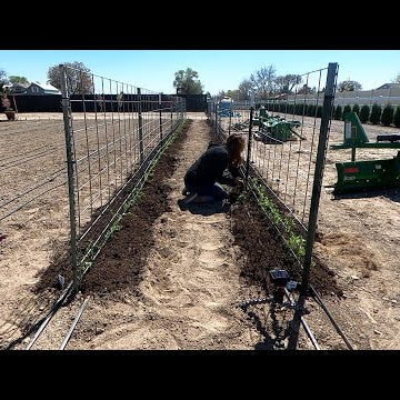 Planting Sweet Peas & Fertilizing the Lawn!