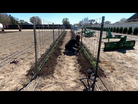 Planting Sweet Peas & Fertilizing the Lawn!