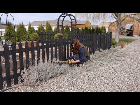 Cutting Back Lavender!