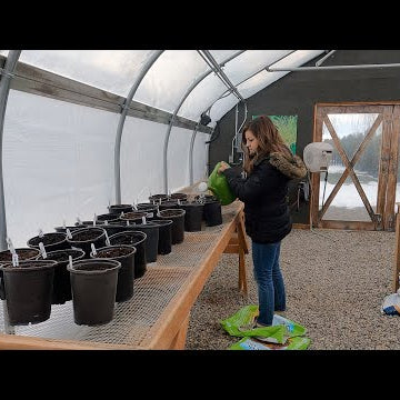 Potting Dahlias for Early Blooms!