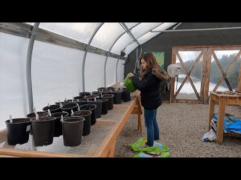 Potting Dahlias for Early Blooms!