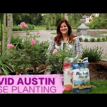 David Austin Jubilee Celebration Rose