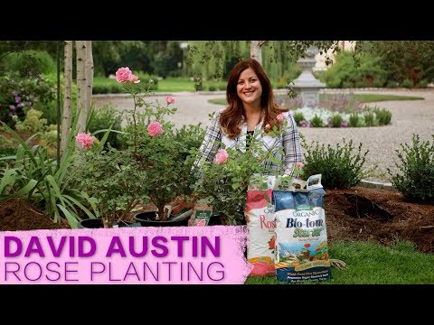 David Austin Jubilee Celebration Rose