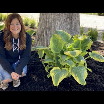 Planting Some Gorgeous Hostas!