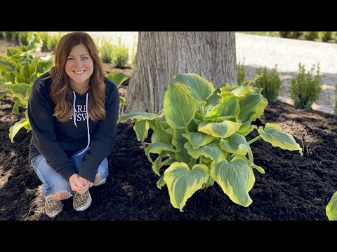 Planting Some Gorgeous Hostas!