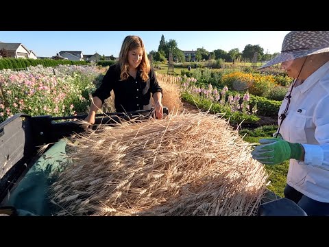 Harvesting Wheat & Making Wreaths with My Family!