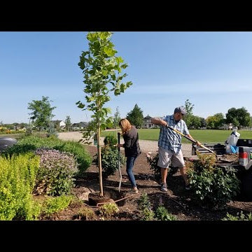 This Will Be Our Largest Shade Tree!!!  (+ Planting a Ton More Zinnias!)