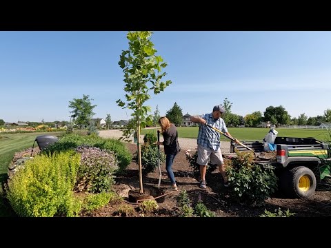 This Will Be Our Largest Shade Tree!!!  (+ Planting a Ton More Zinnias!)