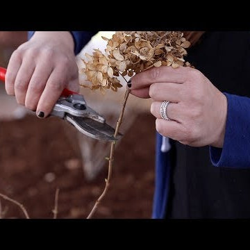 How to Trim a Panicle Hydrangea!