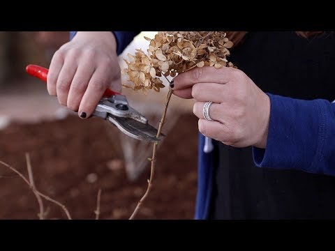 How to Trim a Panicle Hydrangea!