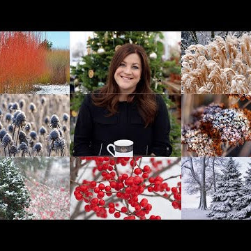 Planting for Winter Interest (for Beginners)!