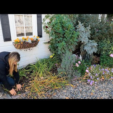 Chicken Coop Flower Bed Maintenance: Pruning, Transplanting & Fall Plants!