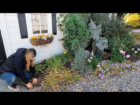 Chicken Coop Flower Bed Maintenance: Pruning, Transplanting & Fall Plants!