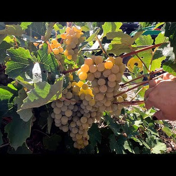 Grape Harvest, Canning Grape Juice & Planting with Benjamin!