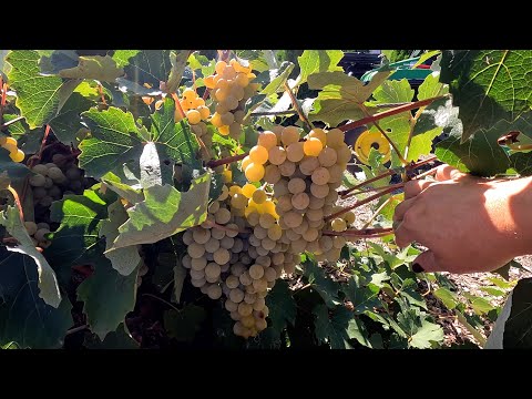 Grape Harvest, Canning Grape Juice & Planting with Benjamin!