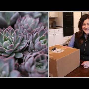 Succulent Unboxing & How I Store Them for Projects!