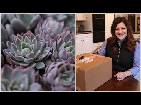 Succulent Unboxing & How I Store Them for Projects!