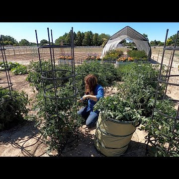 Pruning Tomatoes!