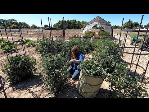 Pruning Tomatoes!