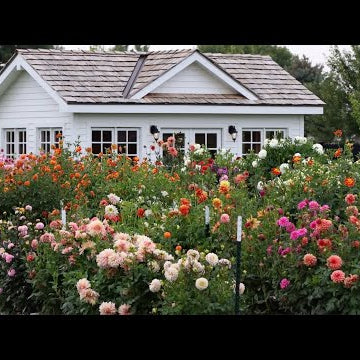 Planting Garlic, Harvesting Berries & Tagging Dahlias!