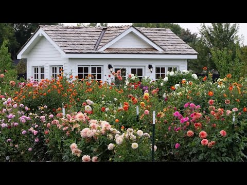 Planting Garlic, Harvesting Berries & Tagging Dahlias!