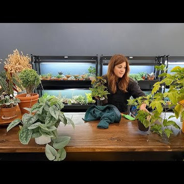 Unorganized Studio Tour & Potting Up New Houseplants!